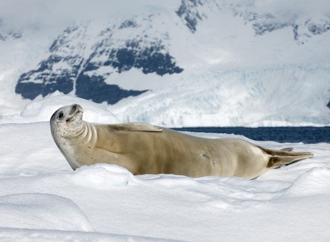 Wallpaper Crabeater seal, sea calf, Antarctica, snow, sunny day, animal, smile, Animals 391463177